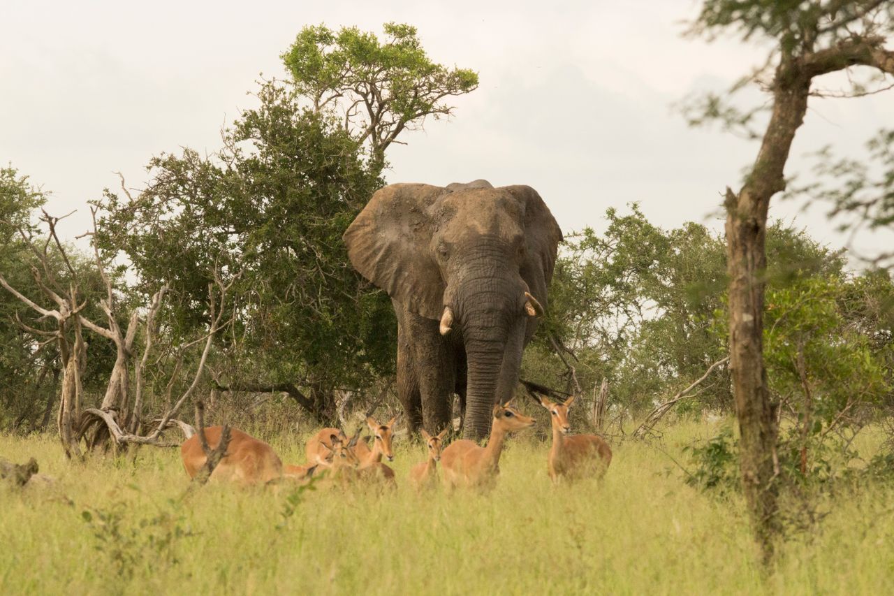 4 Days Masai Mara-Naivasha Safari