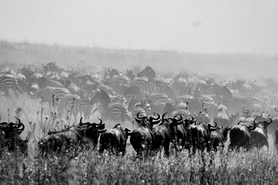 3 Days Tsavo West – Tsavo East Tour
