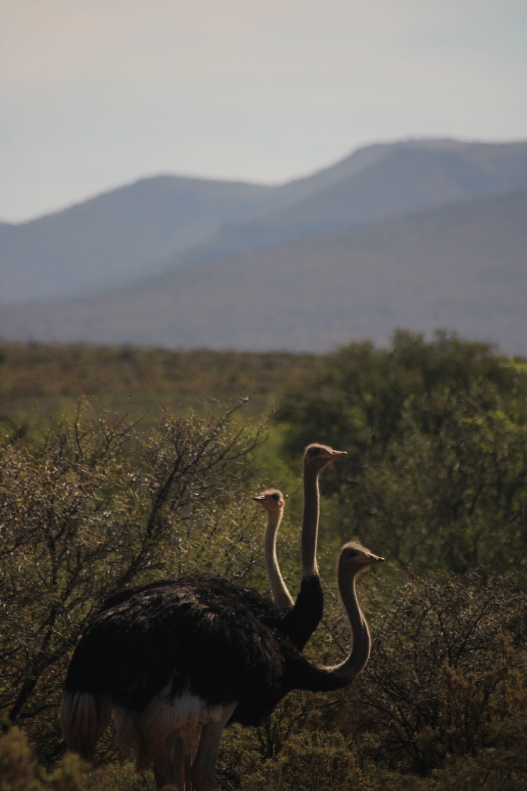 3 Days 2 Night’s Lake Manyara & Ngorongoro Tour