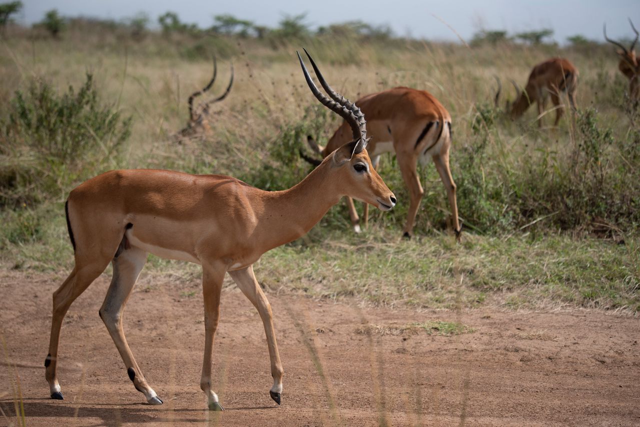 5 Days Amboseli-Tsavo West & East Safari