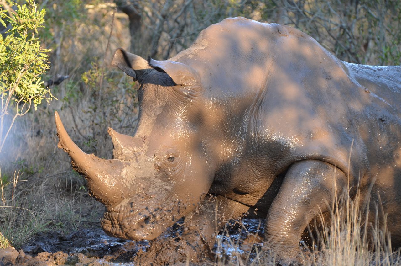 5 Days Samburu – Sweet Waters (Olpejeta) – Aberdares