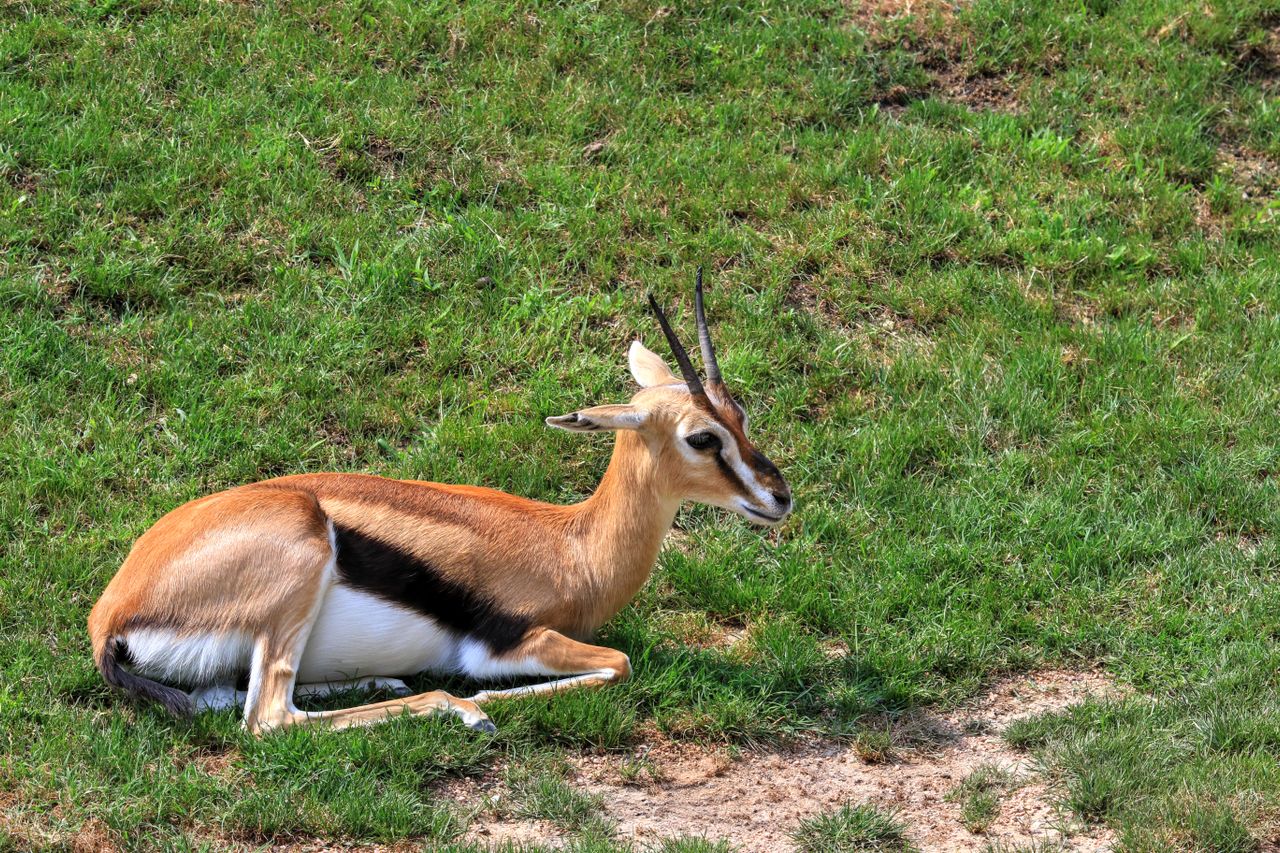 5 Days Samburu-Nakuru-Masai Masai