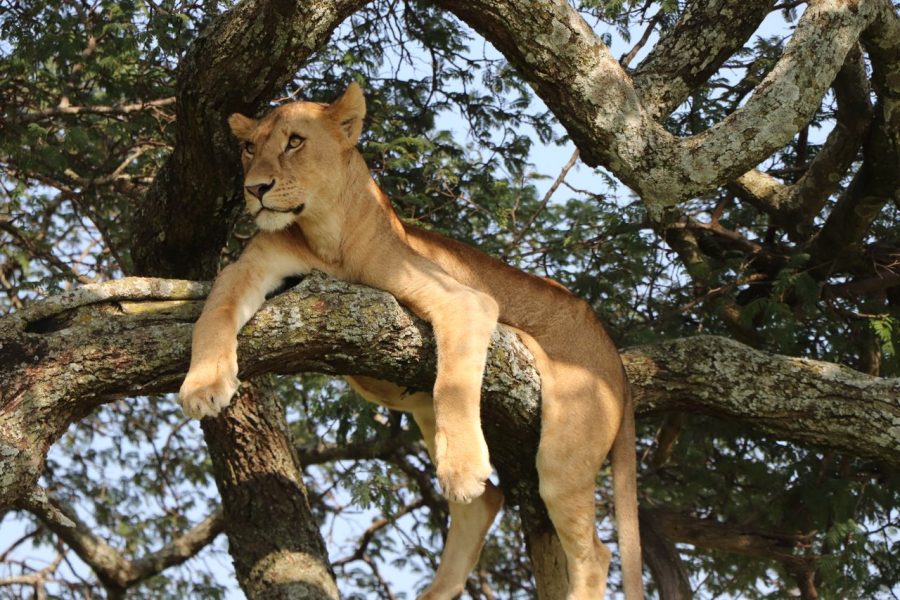 5-Day Maasai Mara & Lake Nakuru Safari